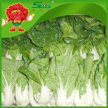 Wholesale flowering cabbage fresh type